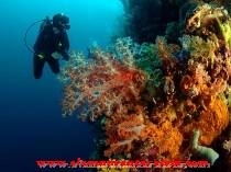 Message From
Alamnusantaratour /
Let's find your vacation/holiday in Sulawesi, one of fantastic island in Indonesia. http://t.co/JuxHn3FZhZ 5