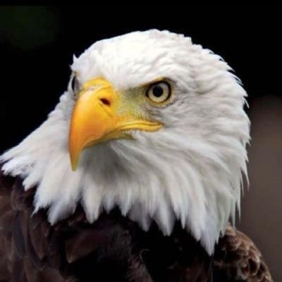 lincolnmugisha's profile picture. Manager of anyone