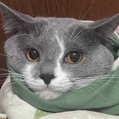 Kayo@日本語練習中さんのプロフィール画像