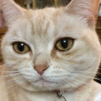 ツナコンブ (@tsunakonbu3) 's Twitter Profile