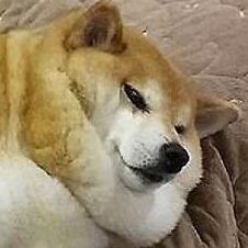 WideShibby's profile picture. shiba? noooo it bred

donn steal my art ye? 

btw go follow my bluesky~ https://t.co/IybzuMeK3d