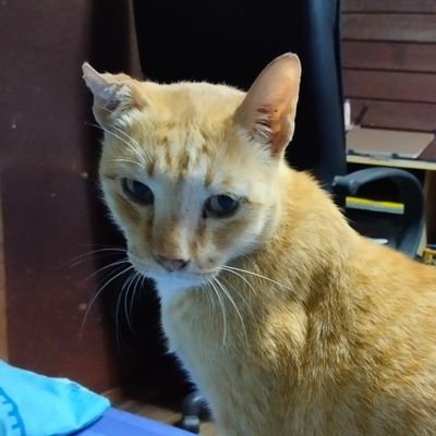 koedsilpさんのプロフィール画像