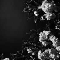Ramus阎浮 (@ramuschou) 's Twitter Profile
