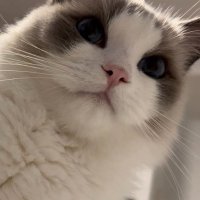 Han Jiang (@salomejiang7) 's Twitter Profile