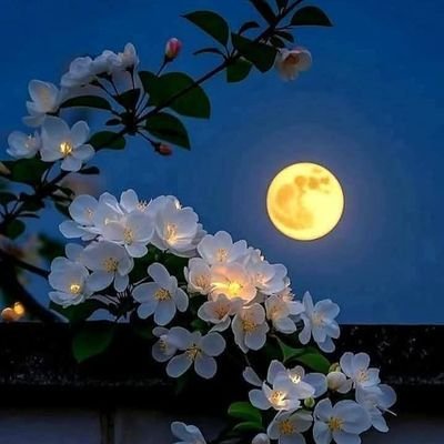 seher35000's profile picture. This poetry isn't mine; I search for verses just to bring you joy.#sehr
