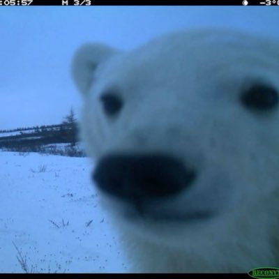 welpwolp2419's profile picture. 