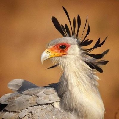 Elkhlil69's profile picture. رعتني أرضها طفلآ .فكيف اسومها غدري