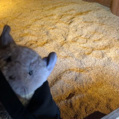 ☆おハムちゃん☆さんのプロフィール画像