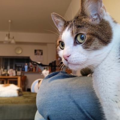 Seracky1's profile picture. ロードバイクと猫が好き。