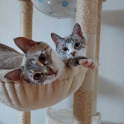 2024/10/1我が家の娘になったラズ🐈️ココ🐈️姉妹のお父さんです。
溺愛し過ぎてるようで家族からは呆れられてますが全く気にしません🤣
この子達は命に代えても一生守り抜きます💪