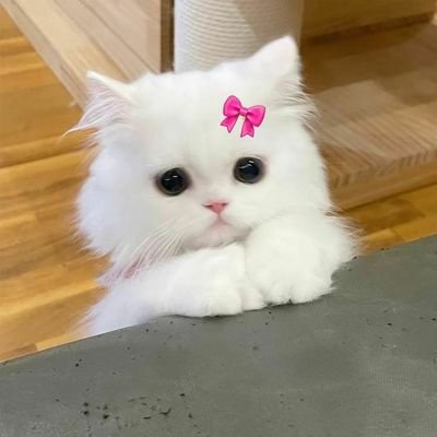 Elie290's profile picture. 