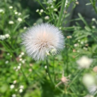 SrisVids's profile picture. • ଜୟ ଜଗନ୍ନାଥ 🙏🏻