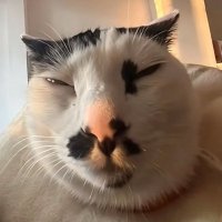 dove tree (@dovetree14) 's Twitter Profile Photo dove tree (@dovetree14) 's Twitter Profile Photo