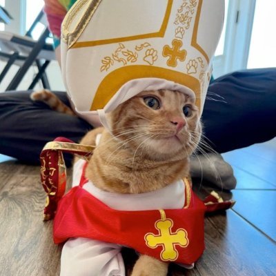 só mais um felino pianista buscando meter o shape