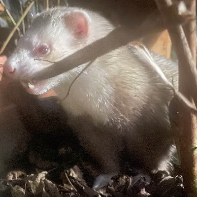 justclinging's profile picture. bad aesthetic with a sad co-inheritance sleeping beside ferrets who bless my presence