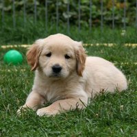 ๐ถ Puppy Dogs ๐ถ (@dogsparadise_) 's Twitter Profile