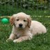 🐶 Puppy Dogs 🐶 (@dogsparadise_) Twitter profile photo 🐶 Puppy Dogs 🐶 (@dogsparadise_) Twitter profile photo