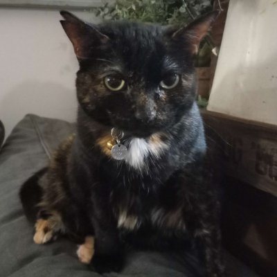 JetstreamCam's profile picture. Personal account, most of my posts are memes, personal thoughts are my own.

I have many cats and like video games, photos & tech.

Follows ≠ Endorsements