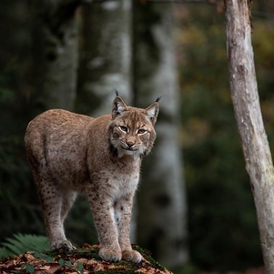 zaniceer30133's profile picture. 