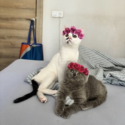 23 kedi kardeşimizin arasındaki iki felçli kardeşiz