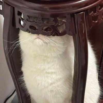 Maria5144880137's profile picture. Don’t let my mask fool you.🦸‍♀️Suspended6xs! Nothing more than a broken house animal w/bad habits #Varmint4DJT Pro-Life, Low IQ, Fat, Boring Prostitute NO DM’s