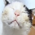 BreakTakeshi's profile picture. スマートコントラクト保険査定士
のミューズ
×42╫42×
   IYKYK
あなたは神と協力しなければならない