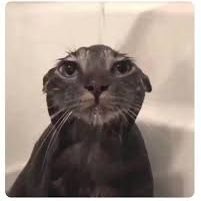 IsaacNuez183901's profile picture. 