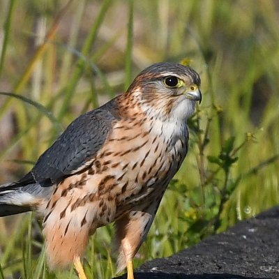 約50年前の学生の時に鳥見を開始して、途中休みましたが2009年8月より鳥見を再開しました。主に千葉県・茨城県の水田地帯を走り回って水鳥をメインに撮影を楽しんでいます。👨