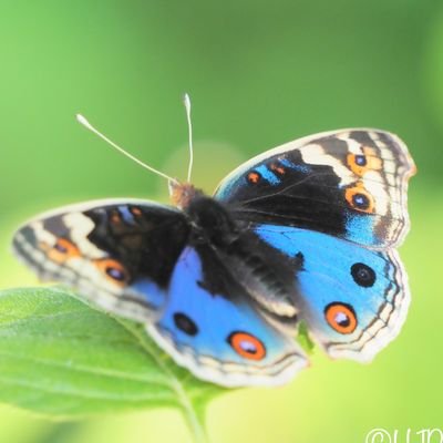 vermeer_samurai's profile picture. May.R(2023)～🐾日本人🇯🇵青色集めて🐾