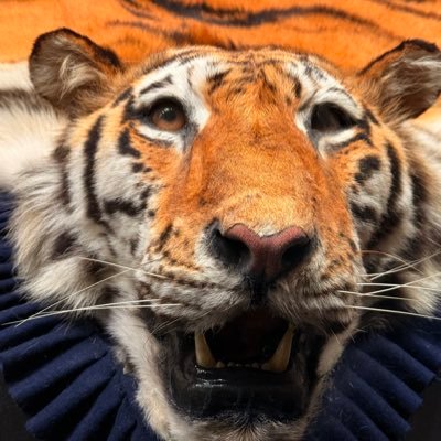 ygm11337's profile picture. 010