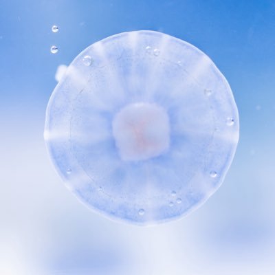 8317sk's profile picture. 20↑取引数100↑ 推→日番谷(檜佐木/浦原)