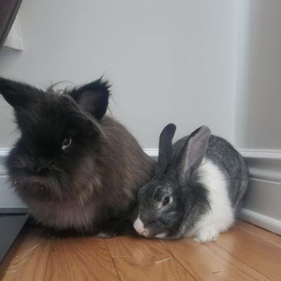 BunDads2023's profile picture. Partially Disabled Bun Papa of three buns Jesús, Levi and Missy. Who said bunny care has to be challenging when it doesn't have to be.