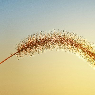 JisaiahKur3's profile picture. 