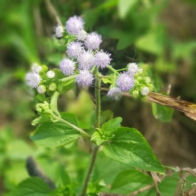 semangatPalama8's profile picture. 