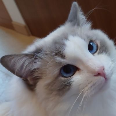 yaso0080's profile picture. プログラマーでご飯食べてるので、
時々IT系の話題を扱ってます。
最近は採用関連もやってるので、そっち方面の話もするかも。
いいショットが撮れたら、愛猫の写真載せてます😙