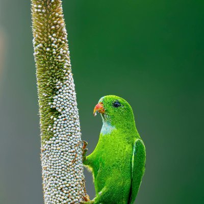 PalomarezT9's profile picture. 