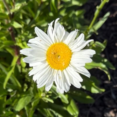 sunil_pandit1's profile picture. Supply Chain Professional , SAP , HANA , AI , Economics, Reading , Traveling .