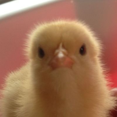 Jiahre's profile picture. hacked 😁