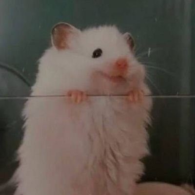 PokoMokoB's profile picture. 