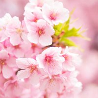 sakura saku (@ssssssaaaa1188) 's Twitter Profile Photo sakura saku (@ssssssaaaa1188) 's Twitter Profile Photo
