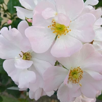 accessと歌劇と古典文学と古典的な推理小説が大好きです。フォロリムご自由に。無言フォロー失礼します。フォロバは、AXS、オペラ、社会問題等に興味のある方に返しています。東女OG。別垢でAXS二次創作やってます。興味ある方、DM下さい。インスタmay_axstyle