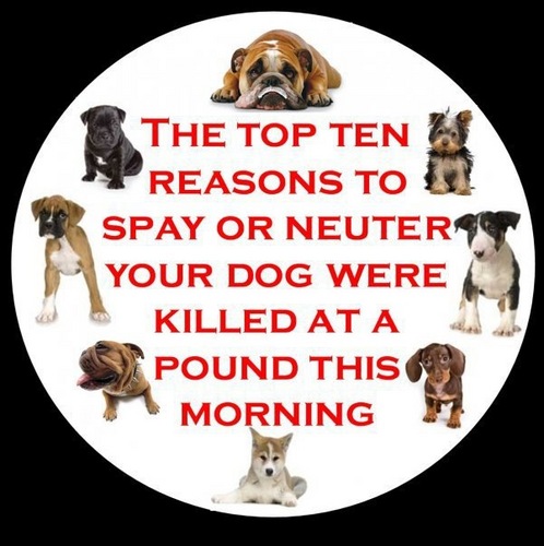 We all love our furbabies! This page is dedicated to posting everything from naughty behavior problem-solving, health concerns, to down right cute pictures!