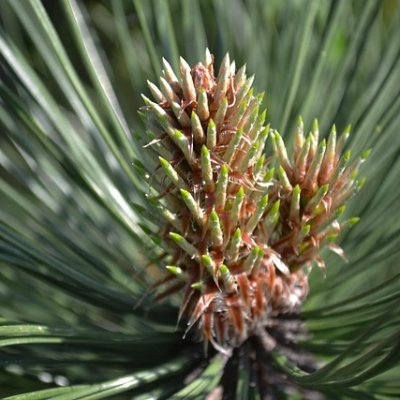 Pamamage18769's profile picture. Tìm hiểu về các cuộc chiến tranh thế giới, Sáng tác truyện tranh (Manga/Comic), Khám phá các khu vực ít dân cư