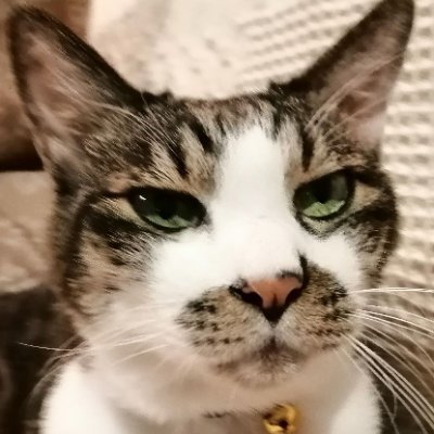 「保護猫偏愛党」党首で保護猫寿太郎の保護者。「肉球新党」党員、「引退馬協会」、NPO法人トラストサルン釧路会員で、三重県桑名市多度大社の「上げ馬神事」には今なお断固反対。心がざわつく夜はグレン・グールドのバッハを聴く。アカウント消えて復活したので、フォローも全滅(泣)