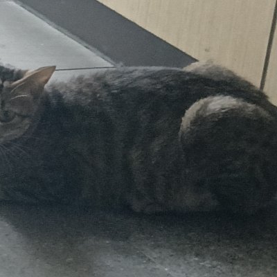 xiaoluoya119730's profile picture. 