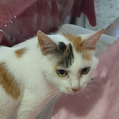 chipipi_cat's profile picture. 韓国語、オカルトに興味があります。推しはASTRO、都市ボーイズ、不思議大百科、おばけ座、ゾゾゾ。猫も好き。