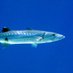 Chrome Barracuda ๐บ๐ฆ๐ช๐บ๐ (@chromebarracuda) Twitter profile photo Chrome Barracuda ๐บ๐ฆ๐ช๐บ๐ (@chromebarracuda) Twitter profile photo