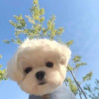 马得水A (@madeshui888) 's Twitter Profile Photo