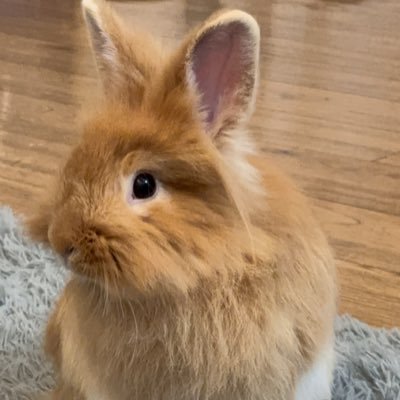 lnqn15916's profile picture. 