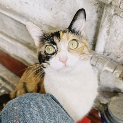 mengzhuo48's profile picture. Nothing is so difficult as not deceiving yourself